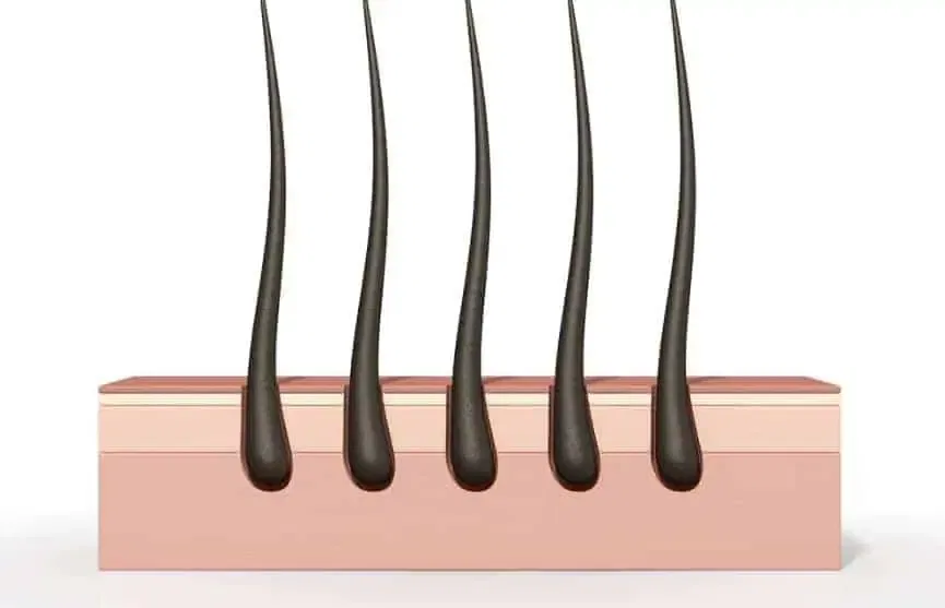 hair follicle test