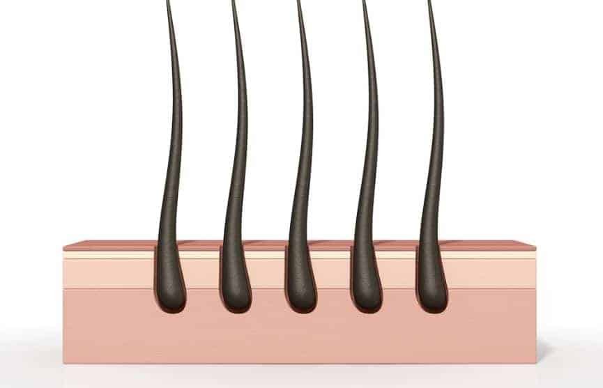 hair follicle test